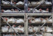 “إنفلونزا الطيور” تدفع “أمانة منطقة الجوف” لإغلاق ساحات بيع الطيور بكافة المحافظات