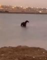 فيديو جديد يؤكد نجاة حصان “المستنقع المائي” من الغرق