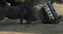 ألمانيا: وحيد قرن يهاجم سيارة ويقلبها عدة مرات في مشهد مرعب.. ونجاه قائدتها بأعجوبة (فيديو)