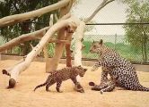 “الهيئة الملكية للعلا” تعلن مولد 2 من النمور العربية.. وتخصص 25 مليون دولار لحمايتها من الانقراض