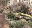 فيديو.. العثور على ثعبان ضخم في إحدى المناطق الجبلية بعسير